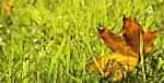 Seasonal grass autumn