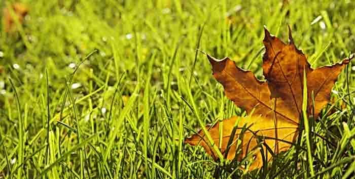 Seasonal grass autumn